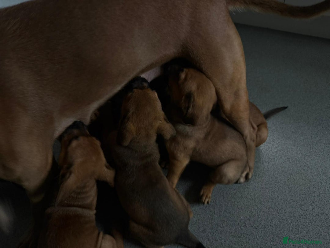 Mixed Breed dogs for sale: Beautiful Ridgeback Staffy x Rottweiler Puppies - Advert 21