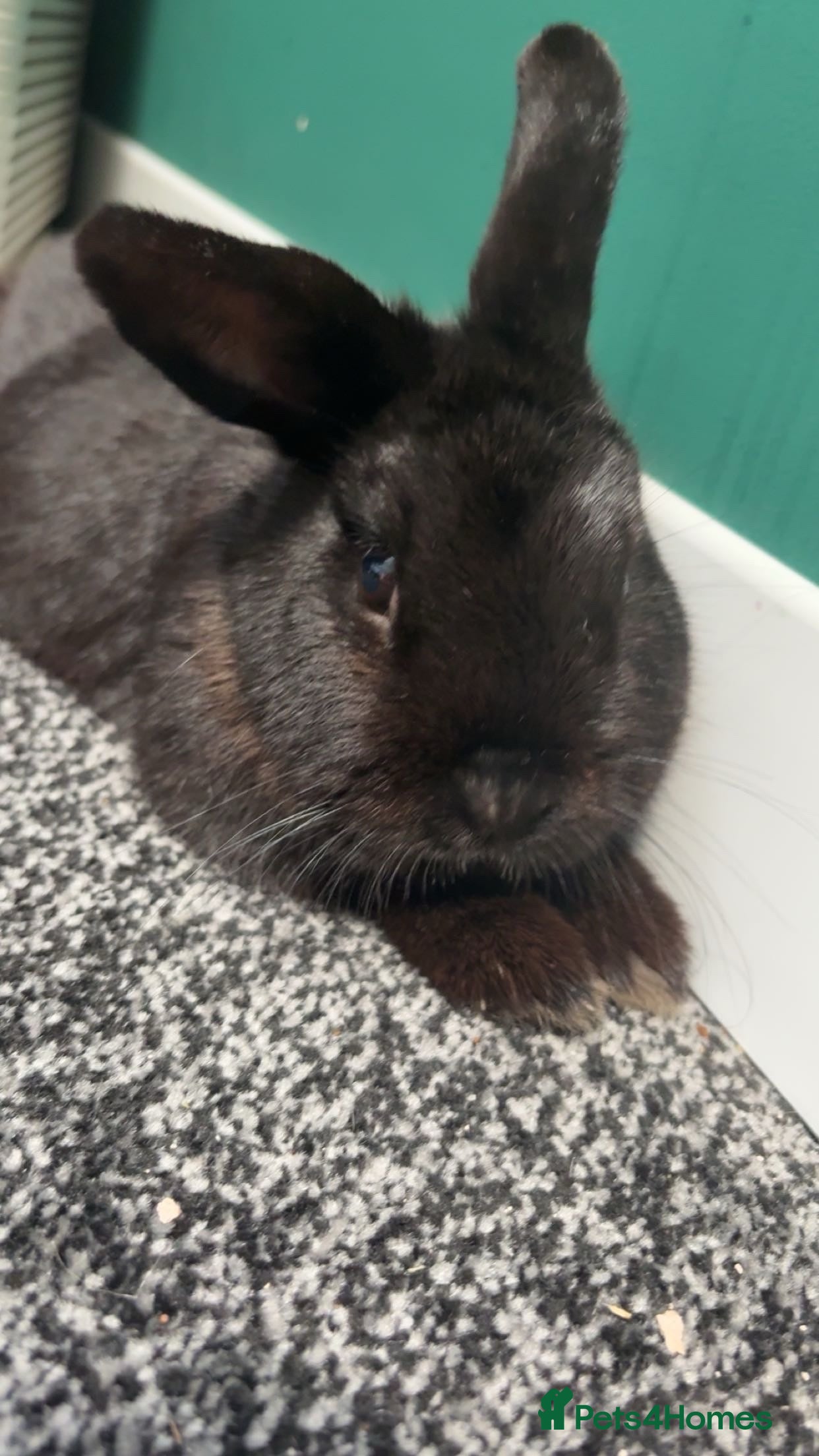 Mini Lop rabbits mini lop bunny - Advert 1