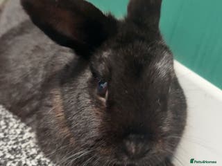 Mini Lop rabbits mini lop bunny - Advert 1