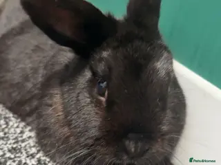 Mini Lop rabbits mini lop bunny - Advert 2