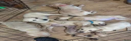 Goldador dogs for sale: Labrador x golden retriever ( goldador) - Advert 6