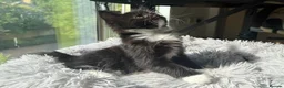 Mixed Breed cats for sale: Mixed Maine Coon Kittens in Richmond - Advert 24