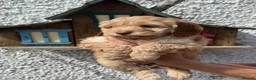 Cockapoo dogs for sale: Stunning F1 Cockapoos  - Advert 3