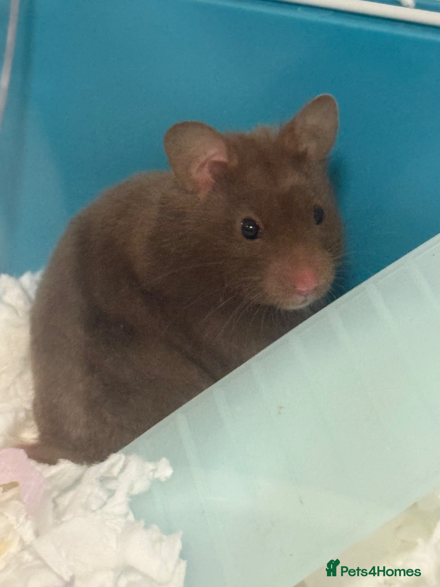 Hamster rodents Cute little hamster for re home  - Advert 4