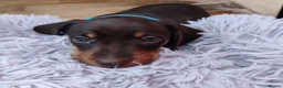 Miniature Dachshund dogs for sale: Beautiful home-reared Miniature Dachshund Puppies - Advert 11