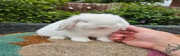 Mini Lop rabbits for sale:  baby mini lops  - Advert 3
