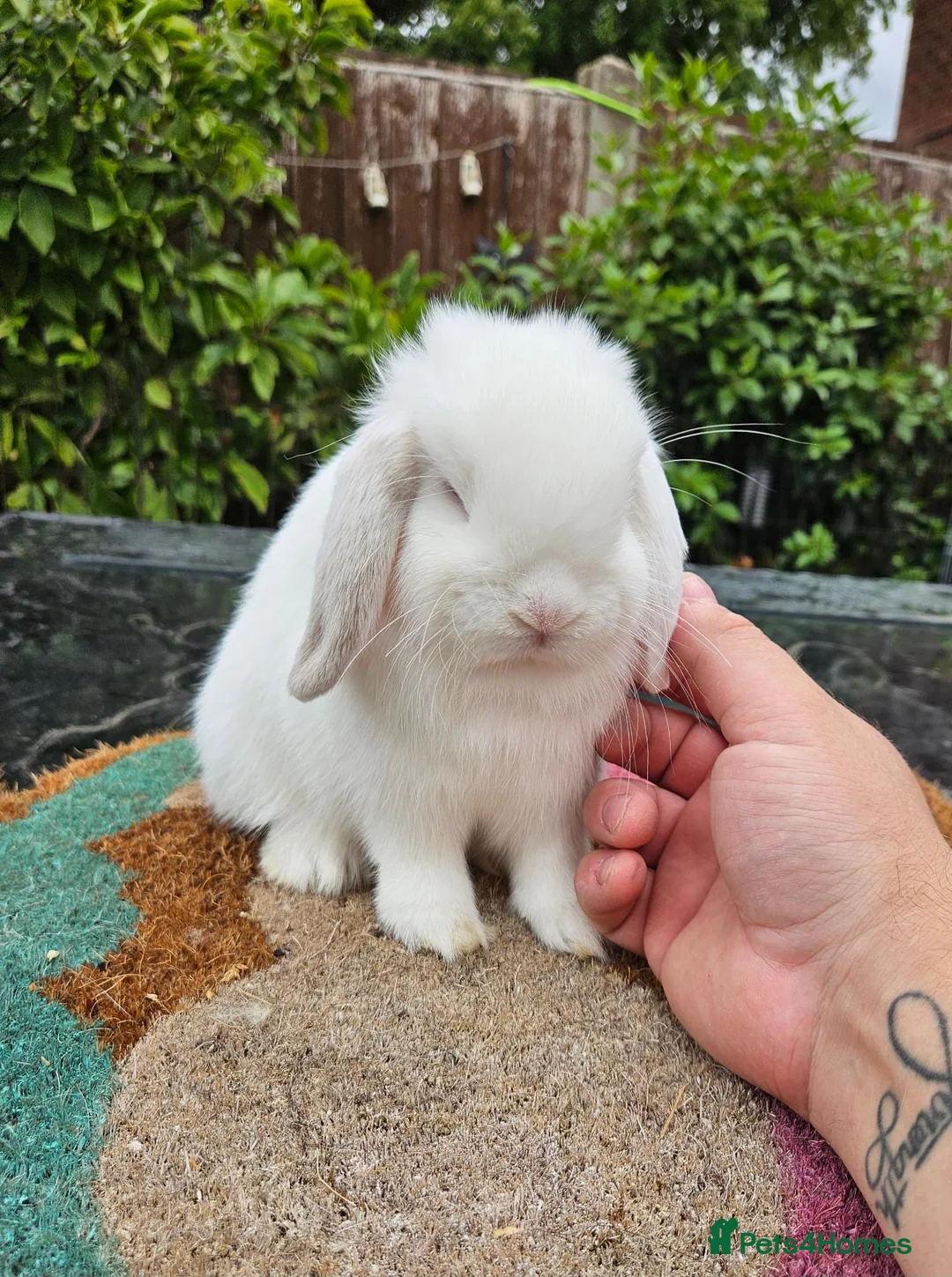 Mini Lop rabbits for sale:  baby mini lops  - Advert 3