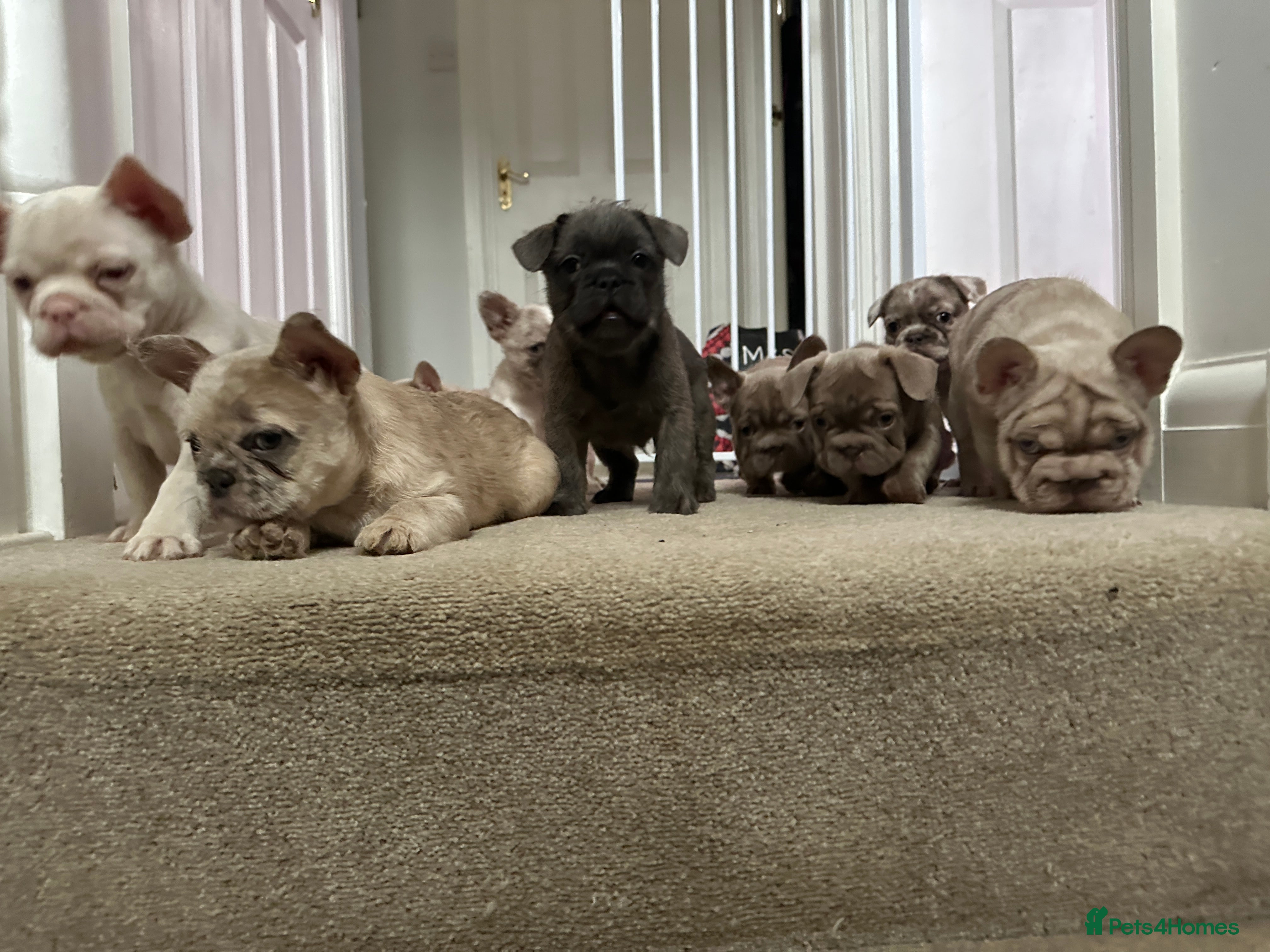 French Bulldog dogs Micro Merle, solid, wire hair and standard litter - Advert 1