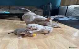 American Bully dogs for sale: American pocket bully pups for sale top Quality  - Image 10