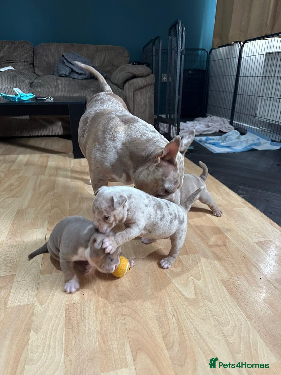 American Bully dogs for sale: American pocket bully pups for sale top Quality  - Image 10