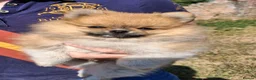 Pomeranian dogs for sale: Male pomeranian puppy in Grimsby - Advert 3