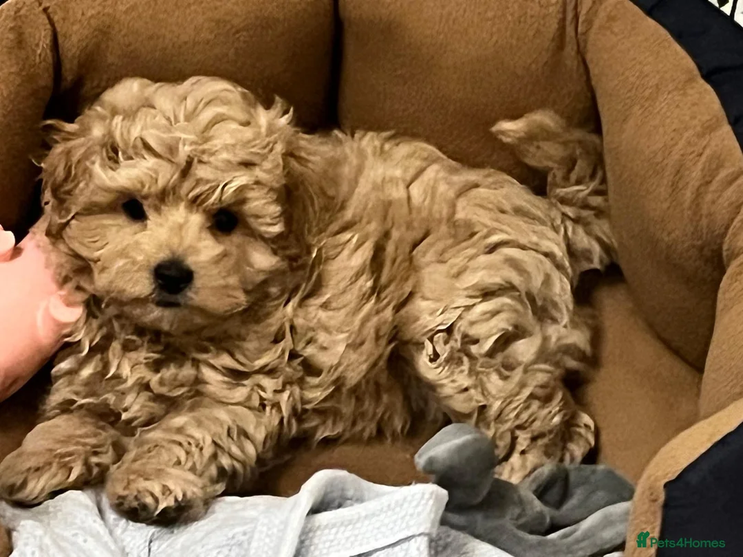 Maltipoo dogs for sale: Maltipoo Male Puppy - 10 weeks old  - Advert 5