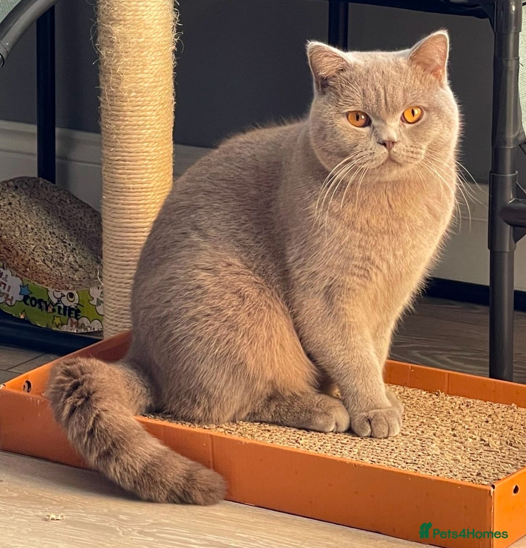 British Shorthair cats for sale: 4 BIG Boys ,British Shorthair Kittens 🐱  - Advert 6