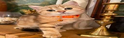 British Shorthair cats for sale: British shorthair kittens  - Advert 1