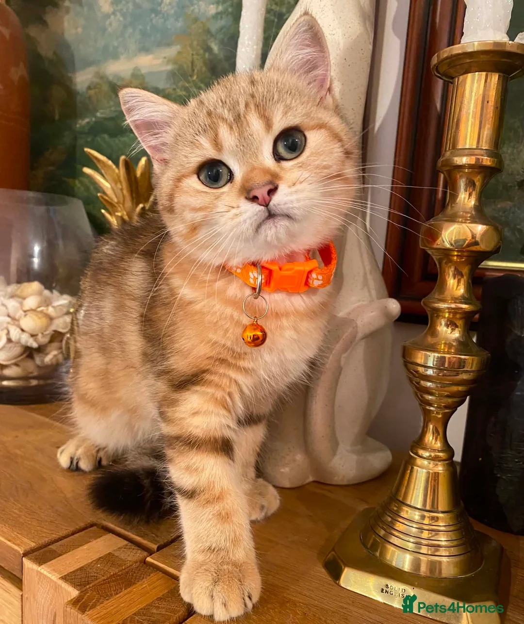 British Shorthair cats for sale: British shorthair kittens  - Advert 1