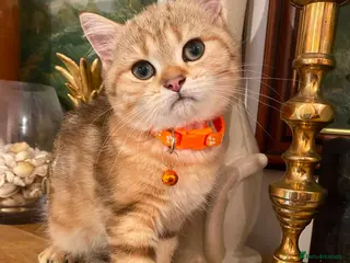 British Shorthair cats British shorthair kittens - Advert 13