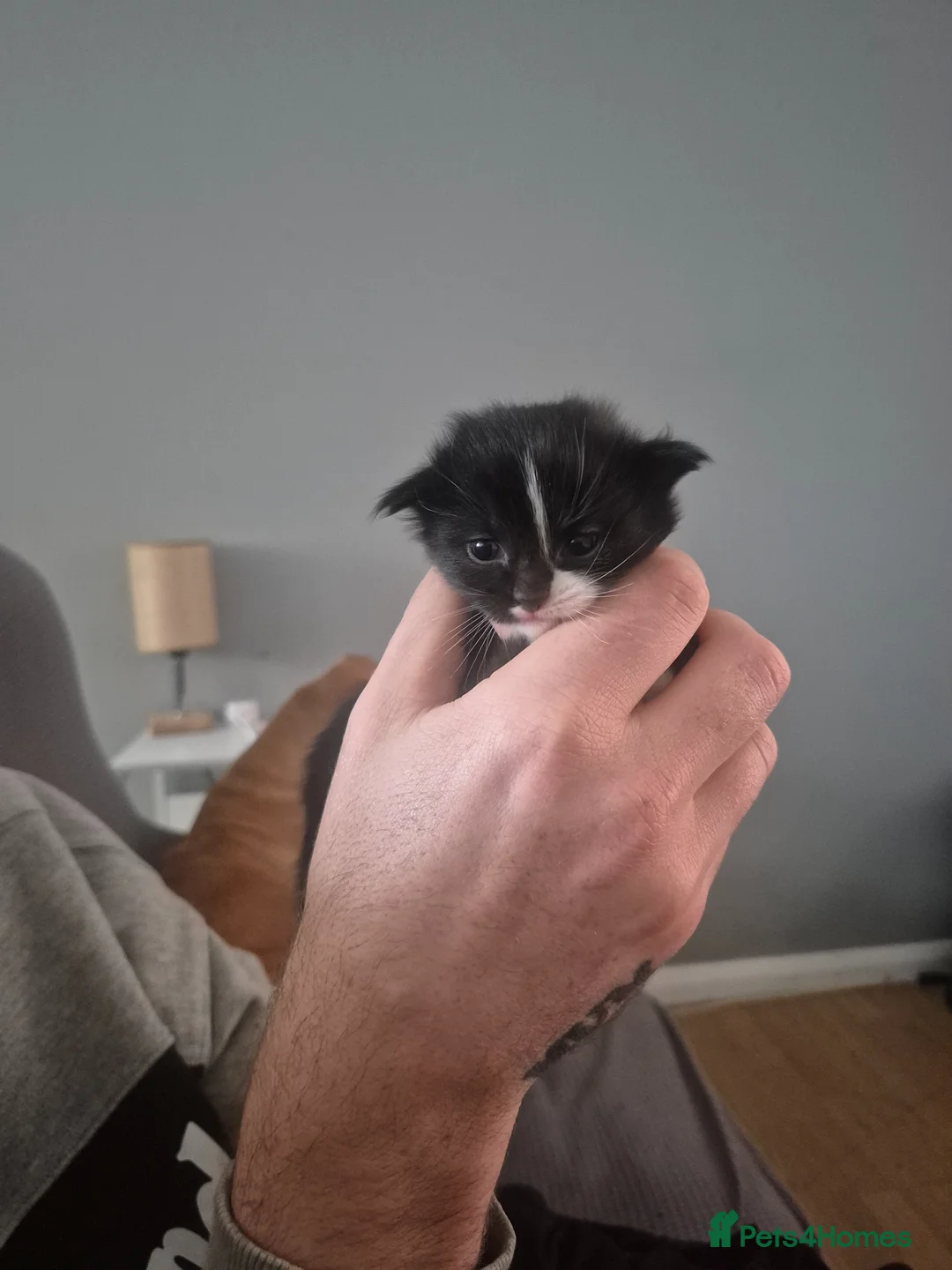 Turkish Angora cats for sale: Turkish angora kittens - Advert 2