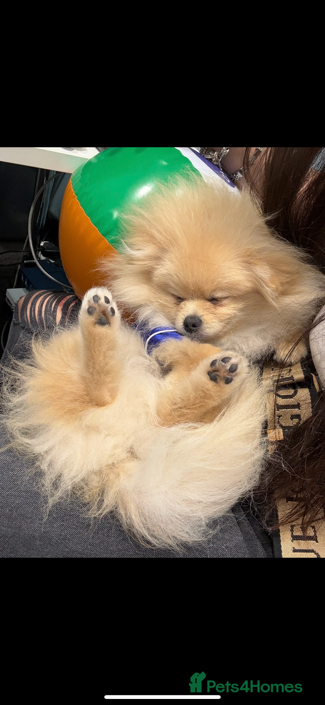 Pomeranian dogs for sale: Pomeranian  - Advert 1