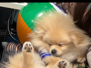 Pomeranian dogs Pomeranian - Advert 1