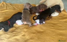 Dachshund dogs for sale: Dachshund puppies  - Image 7