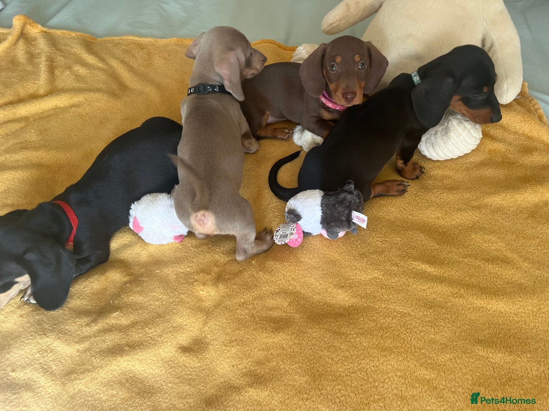 Dachshund dogs for sale: Dachshund puppies  - Image 7