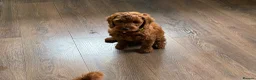 Irish Doodle dogs for sale: 🐾 Irish doodles 🐾 1 boy left  - Advert 14