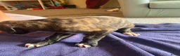 Lurcher dogs for sale: Beautiful Brindle puppies - Advert 21