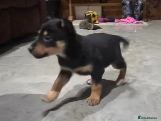 Mixed Breed dogs Beautiful Black & Tan and Brown & Tan Kelpie cross - Advert 1