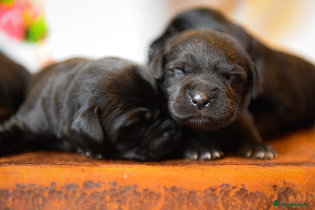 Labrador Retriever dogs for sale: Carefully Bred Black Labrador Puppy’s KC Reg - Image 7