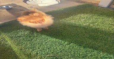 Pomeranian dogs Exotic color Pomeranians  - Advert 5