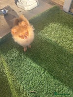 Pomeranian dogs Exotic color Pomeranians - Advert 5