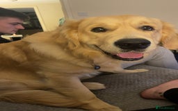 Golden Retriever dogs for stud: Proven Gorgeous Stud Dog - Image 15