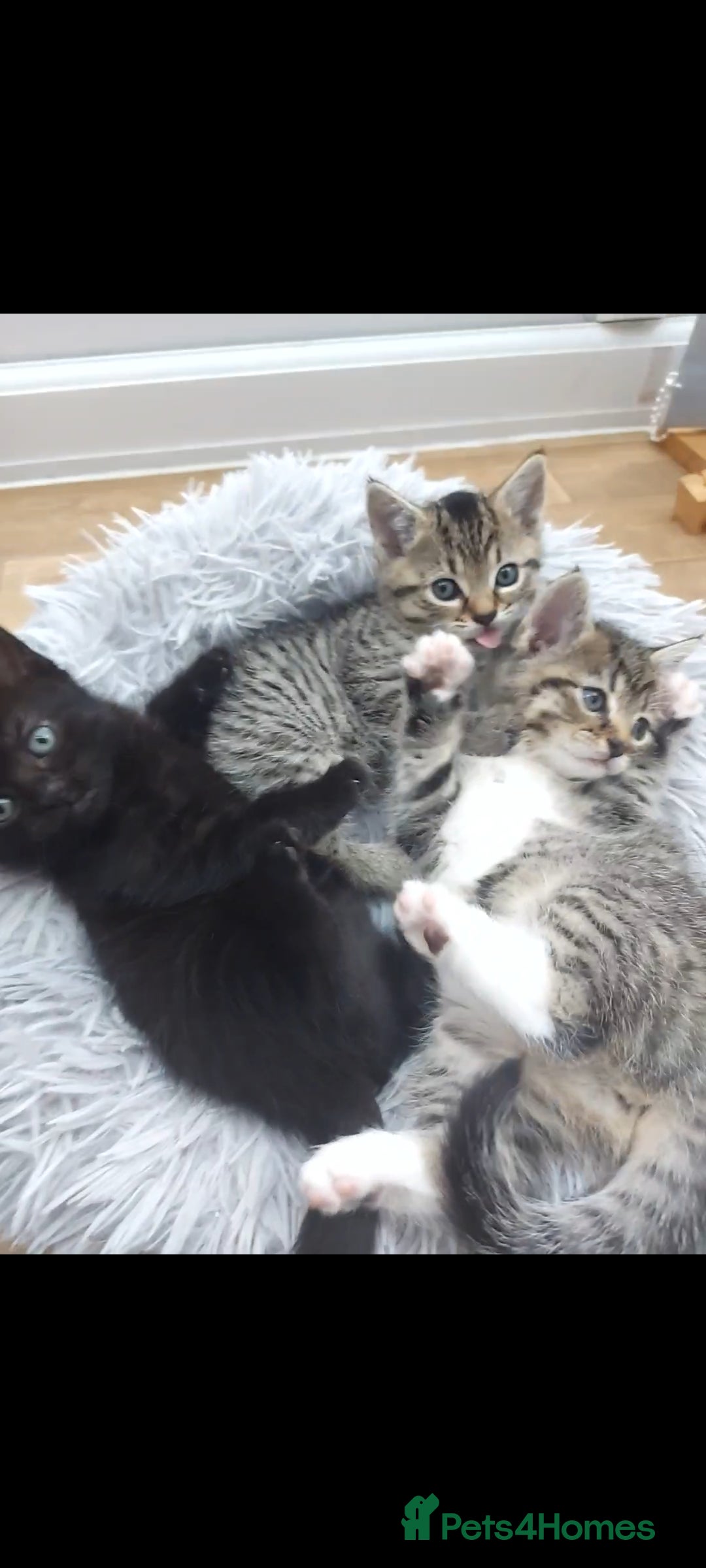 Mixed Breed cats for sale: Beautiful kittens 🥰 - Advert 13