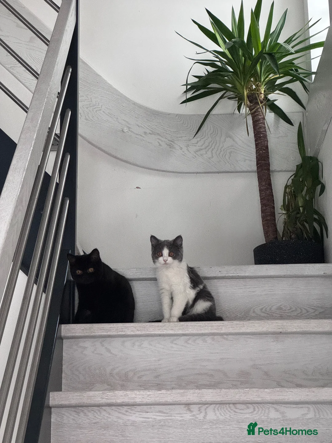 Mixed Breed cats for sale: Beautiful Sister Cats Looking for a Loving Home  - Advert 1