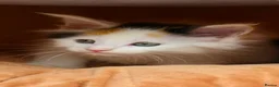 Maine Coon cats for sale: Ready now Stunning Maine coon kittens  - Advert 16