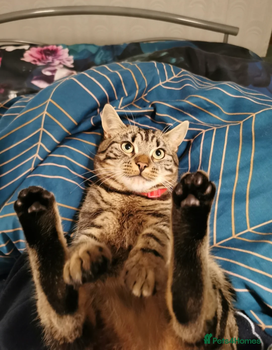 Mixed Breed cats for sale: Basboos - Advert 1