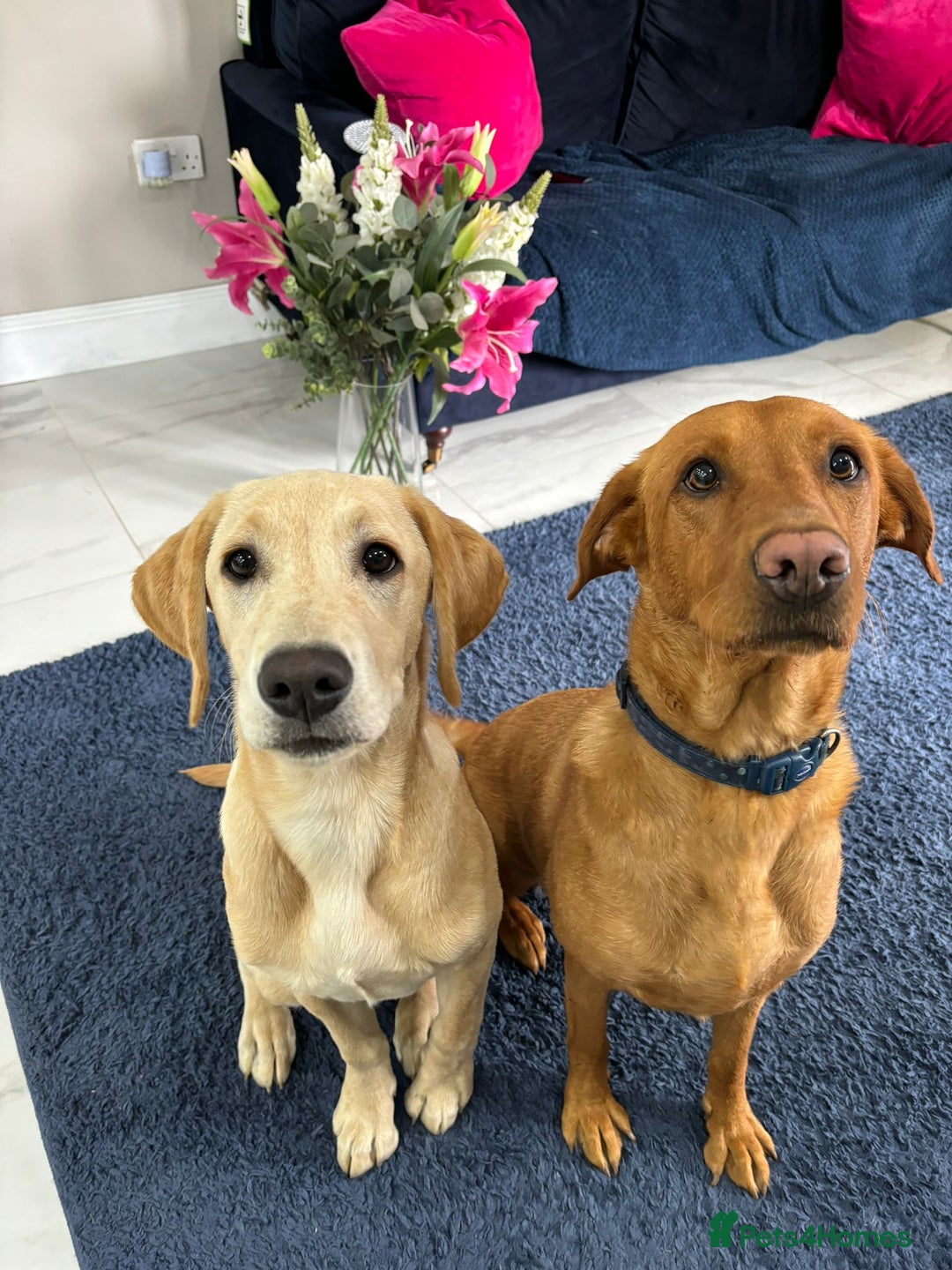 Labrador Retriever dogs for sale: Girl Labrador  - Image 10