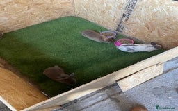 Rex rabbits for sale: Rex rabbits  - Image 15