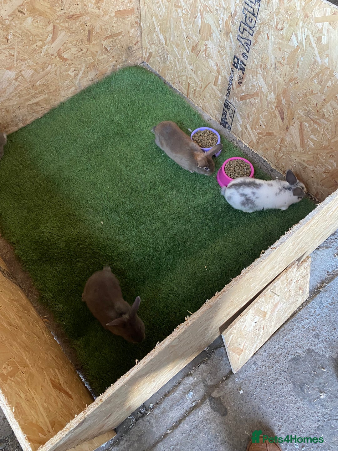Rex rabbits for sale: Rex rabbits  - Image 15