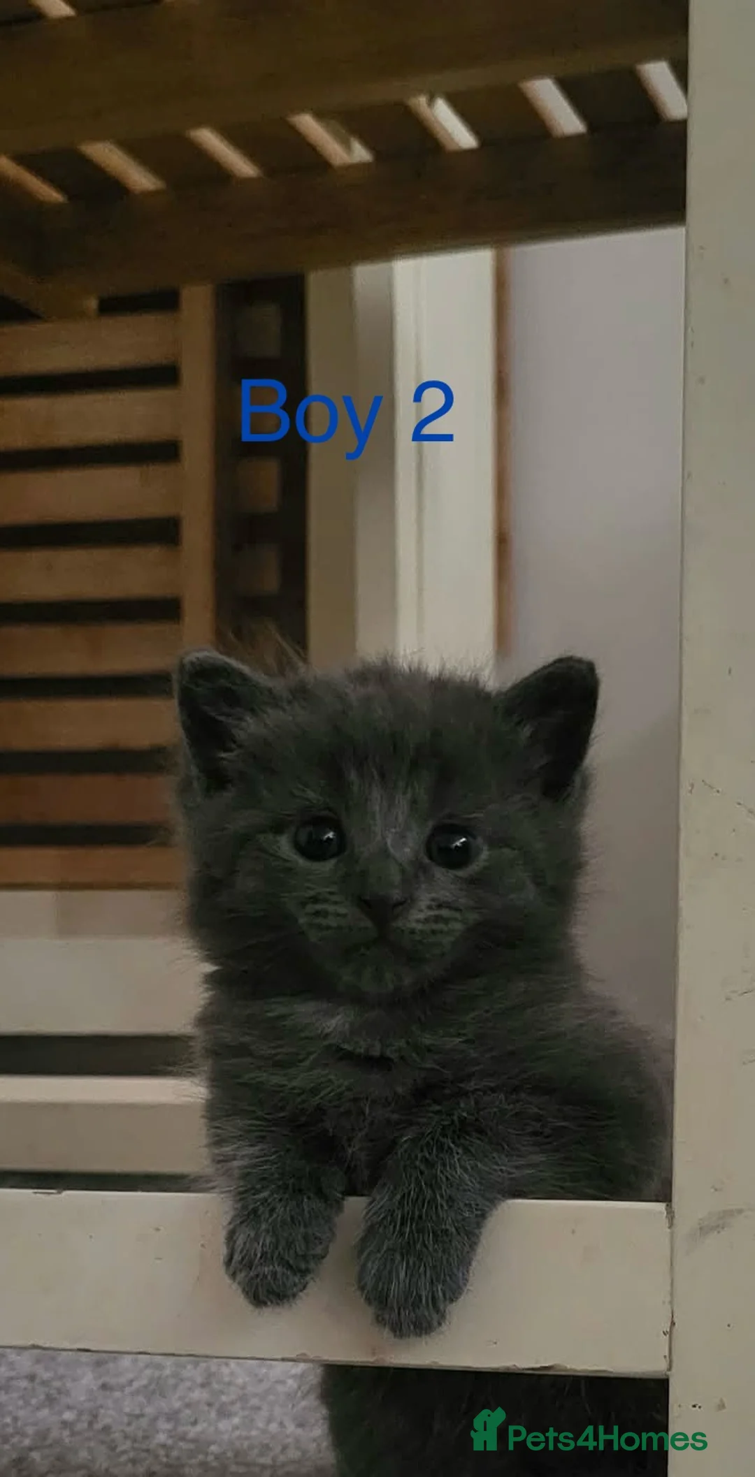 Mixed Breed cats for sale: 2 loving playful kittens look - Advert 2