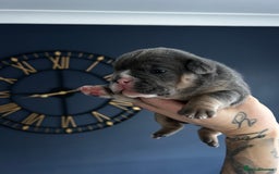 Mixed Breed dogs for sale: English bulldogs  - Advert 20