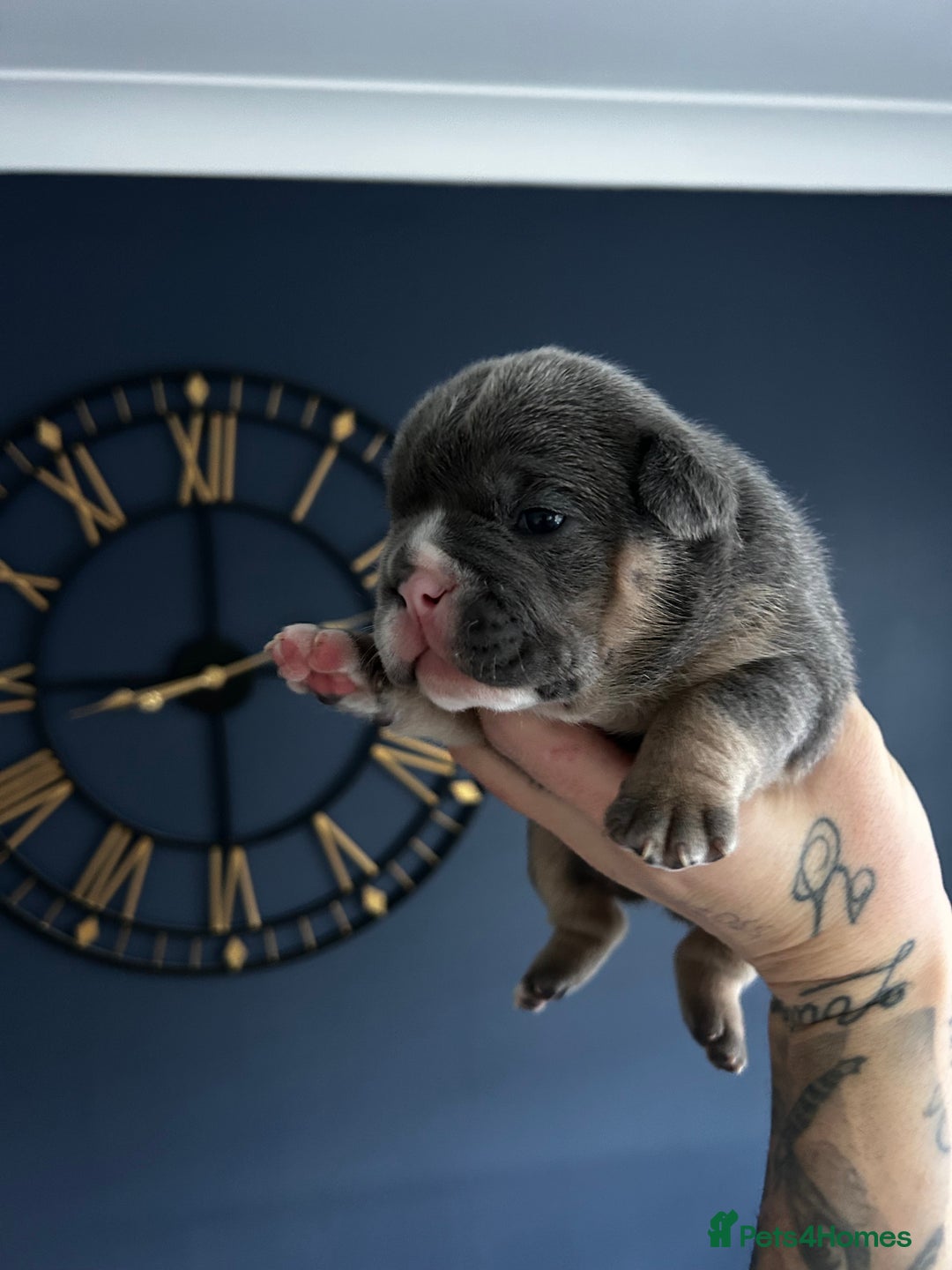 Mixed Breed dogs for sale: English bulldogs  - Advert 20