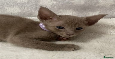Mixed Breed cats - Advert 15