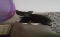 Mixed Breed cats for sale: Adorable kittens looking for caring homes  - Image 3