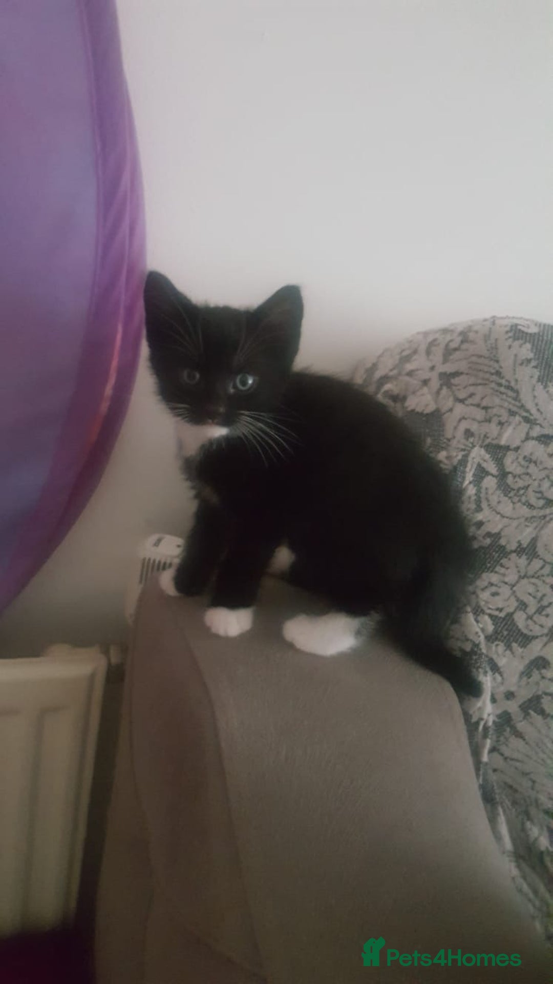 Mixed Breed cats for sale: Adorable kittens looking for caring homes  - Image 3