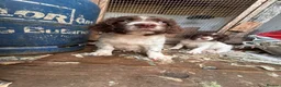 English Springer Spaniel dogs for sale: Kc reg ready now. English springer spaniel puppies - Advert 6