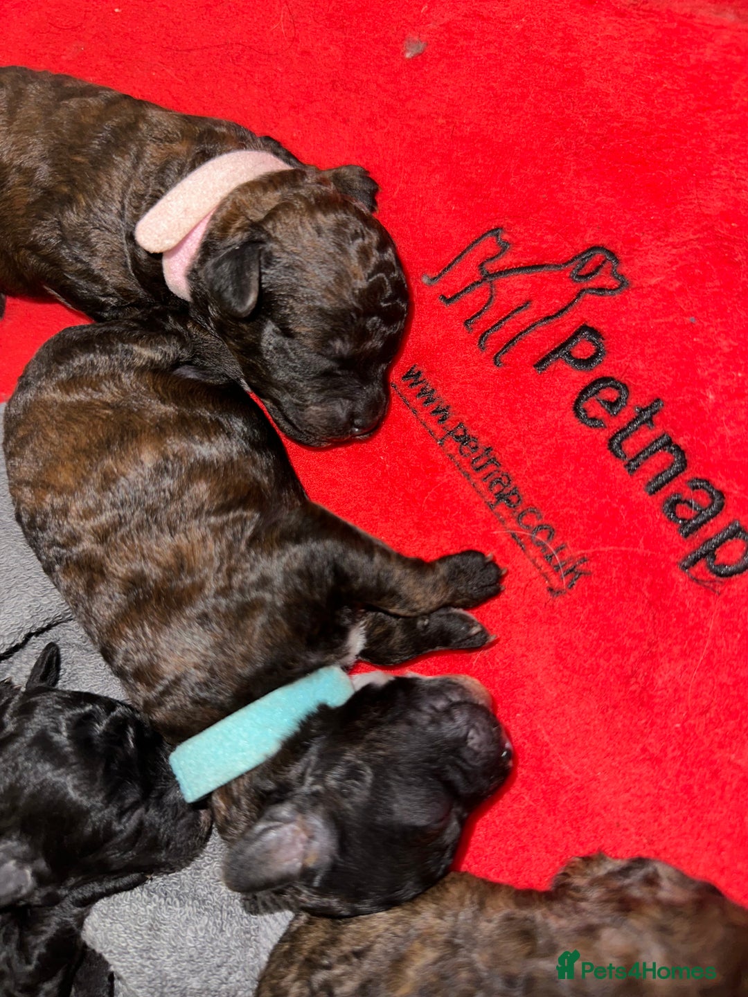 Toy Poodle dogs for sale: Kc Tiny toy poodles DNA 🧬 clear  - Advert 21