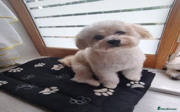 Mixed Breed dogs for stud: Tobii - Image 4