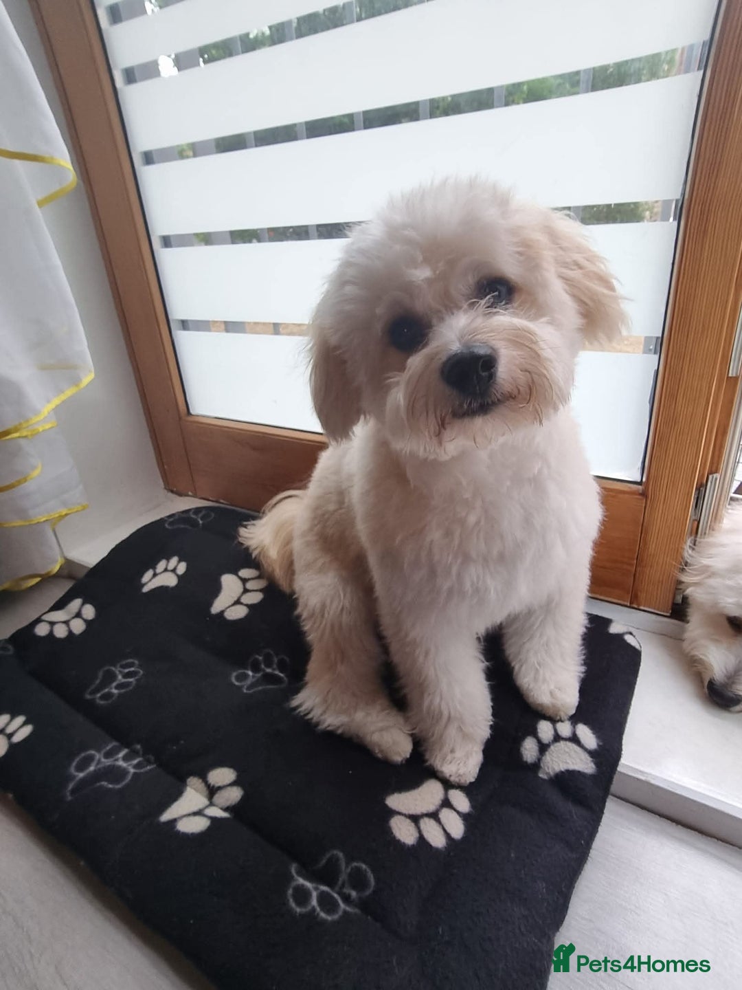 Mixed Breed dogs for stud: Tobii - Image 4