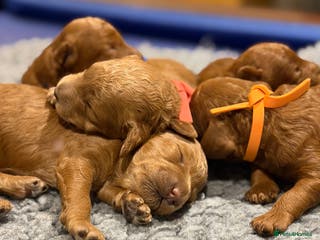 Miniature Poodle dogs Beautiful Red KC Registered Miniature Poodle Pups - Advert 9